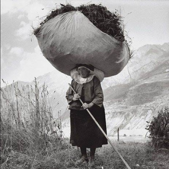 Meet your Posher, Rosanna - Picture 1 of 1